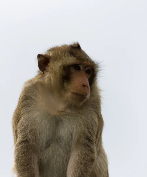 Makaak mongkey close-up — Stockfoto