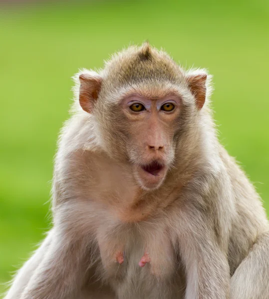 Primer plano del mono macaco —  Fotos de Stock