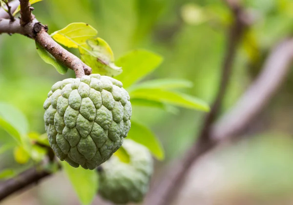 Custard apple — Stock Photo, Image