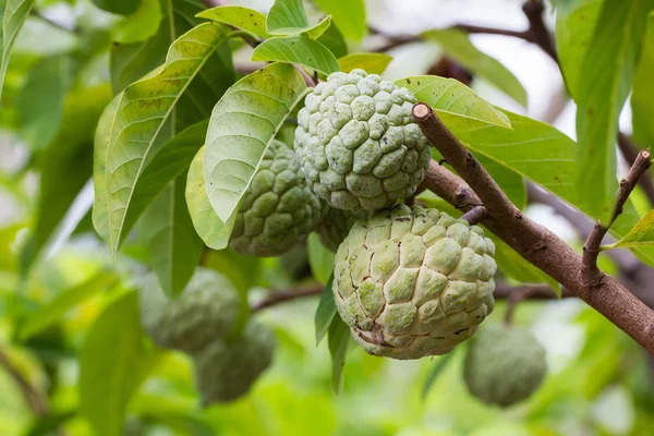 Custard apple — Stock Photo, Image