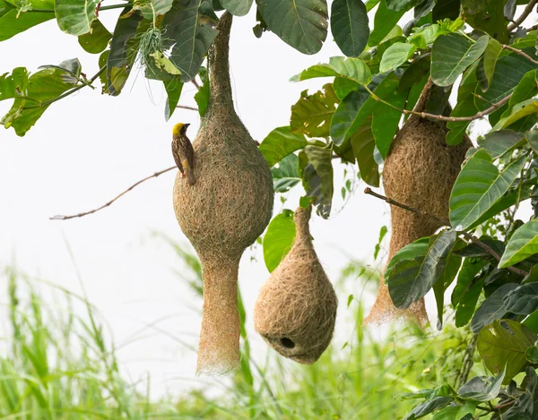 Baya Weber Vogelnest — Stockfoto