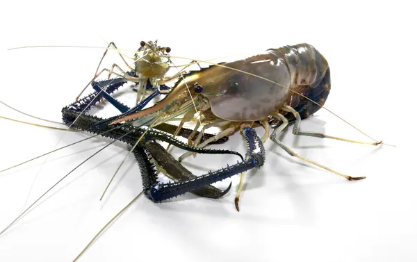 Giant Freshwater Prawn — Stock Photo, Image