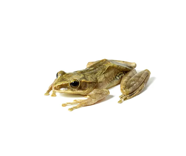 Tree frog — Stock Photo, Image