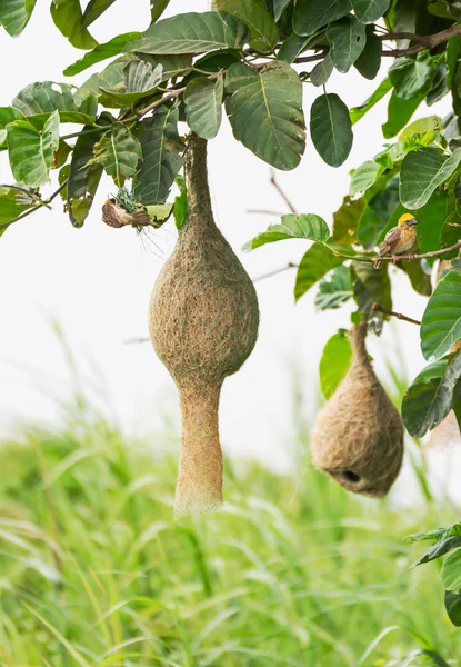 Baya het nest van de vogel van de weaver — Stockfoto