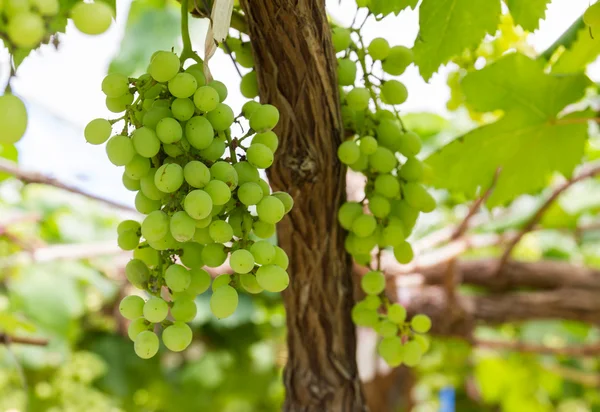 Gröna druvor på vinstocken — Stockfoto