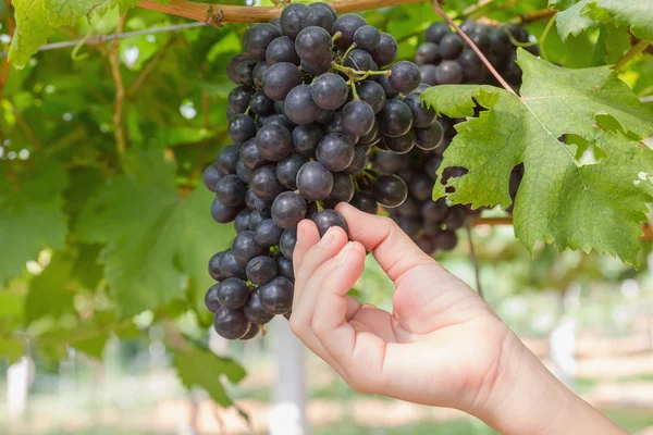Hand holding red grape — Stock Photo, Image
