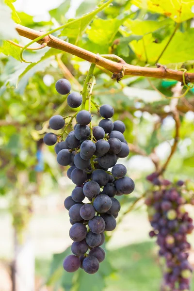 Uvas rojas en la vid — Foto de Stock