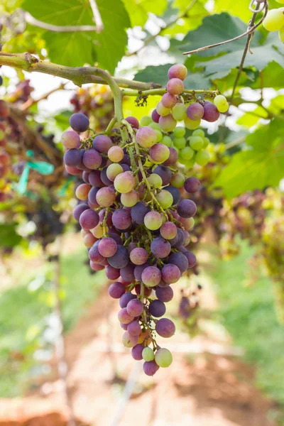 Red Grapes on the vine — Stock Photo, Image