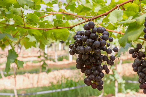 Uvas rojas en la vid — Foto de Stock