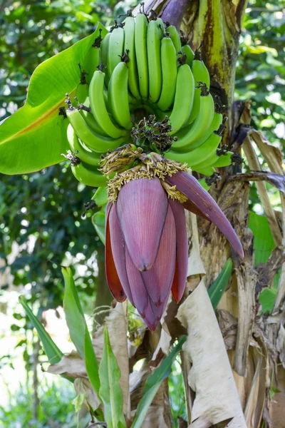Banan blomma — Stockfoto