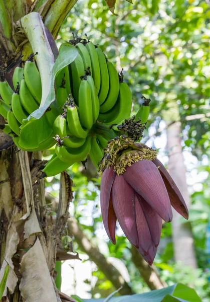 Flor de plátano —  Fotos de Stock