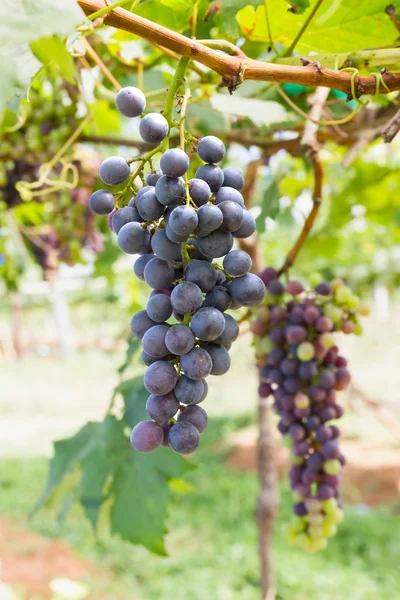 Uvas rojas en la vid — Foto de Stock