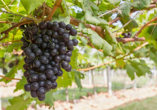 Uvas rojas en la vid — Foto de Stock