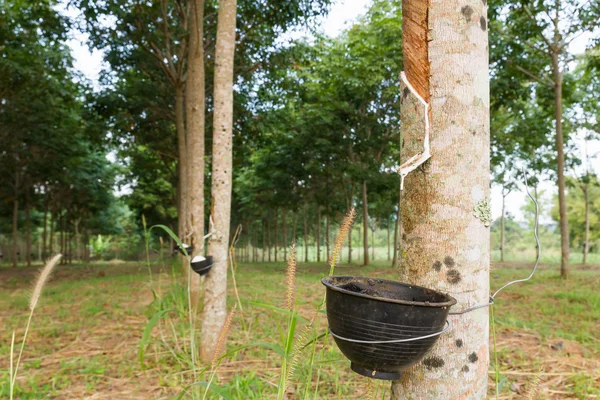 Taper le latex de l'arbre en caoutchouc — Photo