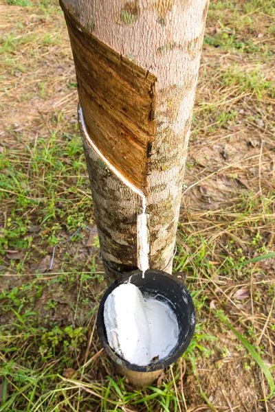 Tocar látex del árbol de goma —  Fotos de Stock