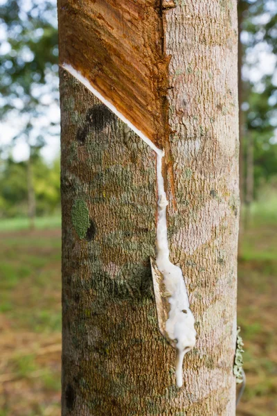 Knacka latex från gummiträd — Stockfoto