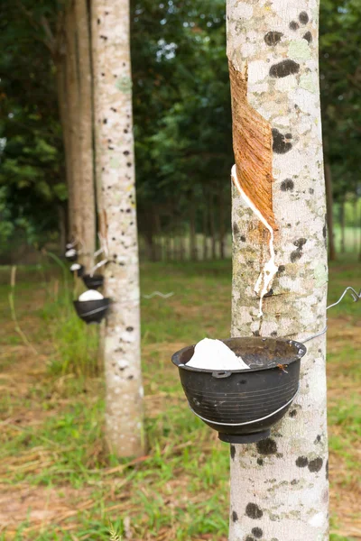 Tocar látex del árbol de goma —  Fotos de Stock