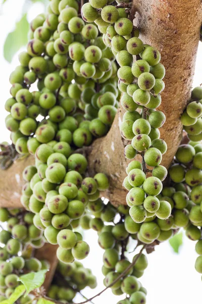 Fruta de higuera — Foto de Stock