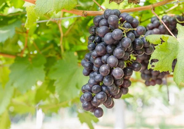 Red Grapes on the vine — Stock Photo, Image