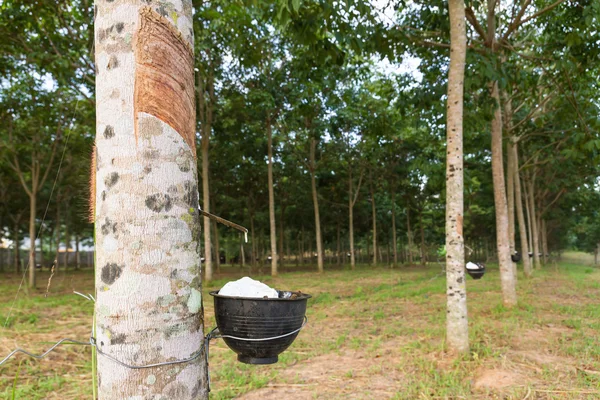 Tapping latex from Rubber tree plantation — Stock Photo, Image