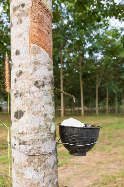 Dotykając lateks z plantacji gumowe drzewa — Zdjęcie stockowe
