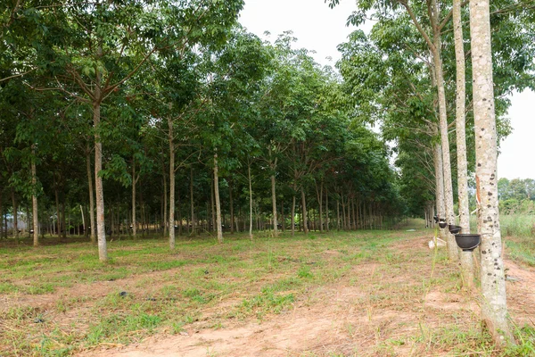 Tapping latex from Rubber tree plantation — Stock Photo, Image