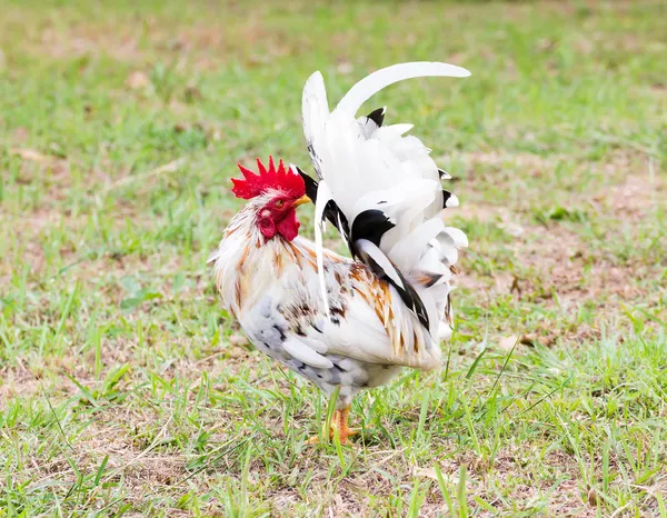 白矮脚鸡 — 图库照片