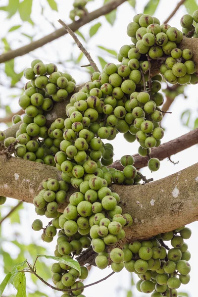 Fig vruchten — Stockfoto