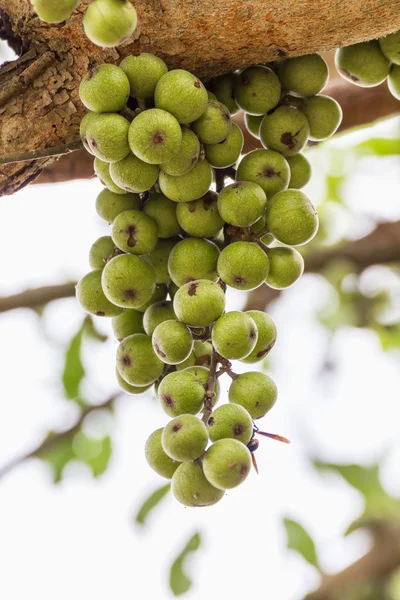 Fig. Frutas — Fotografia de Stock