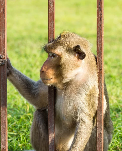 檻の中の猿 — ストック写真