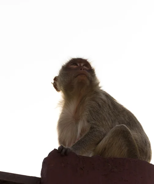 태국에서 원숭이 — 스톡 사진