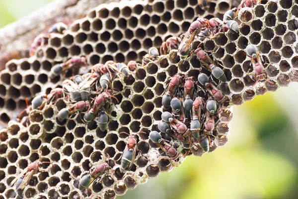 Ninho de Hornet — Fotografia de Stock