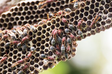 eşekarısı yuvası
