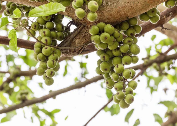 Fruta de higuera —  Fotos de Stock