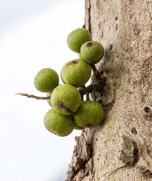 Fig fruit — Stock Photo, Image