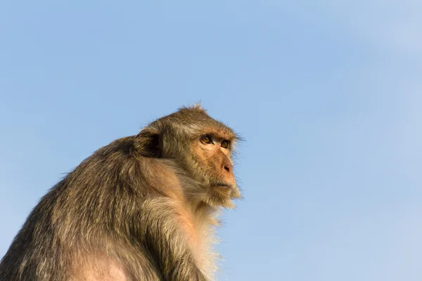 タイの猿 — ストック写真
