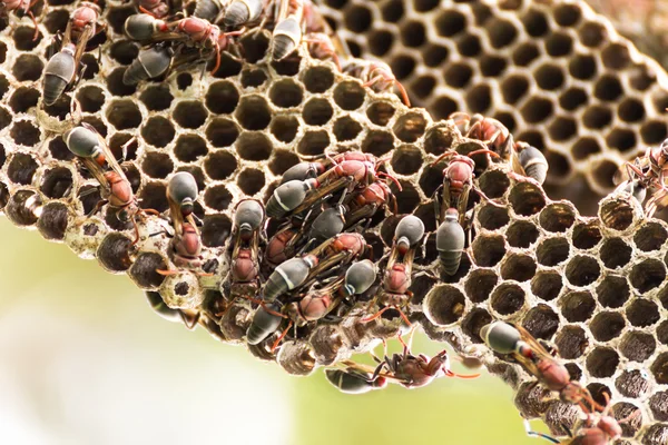 大黄蜂的巢 — 图库照片
