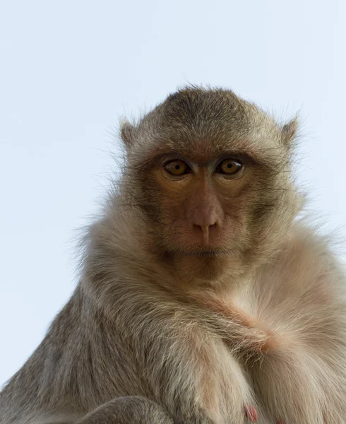 Portrait monkey — Stock Photo, Image