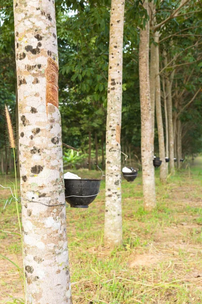 Tapping latex from Rubber tree — Stock Photo, Image