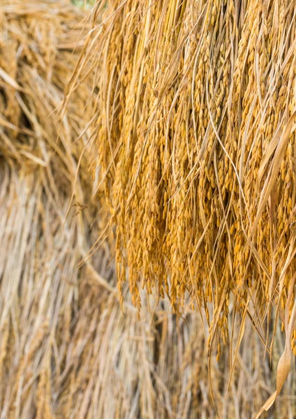 Dry paddy rice — Stock Photo, Image