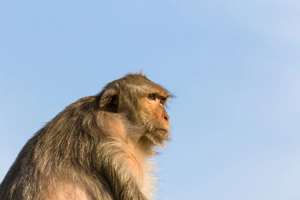 Mono en Tailandia — Foto de Stock