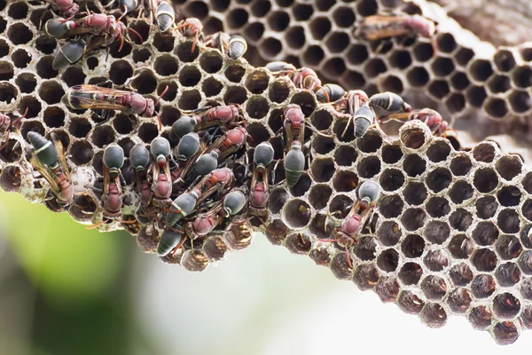 Φωλιά του hornet — Φωτογραφία Αρχείου