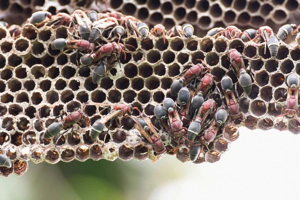 Hnízdo Hornet — Stock fotografie