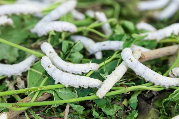 Silkworm — Stock Photo, Image