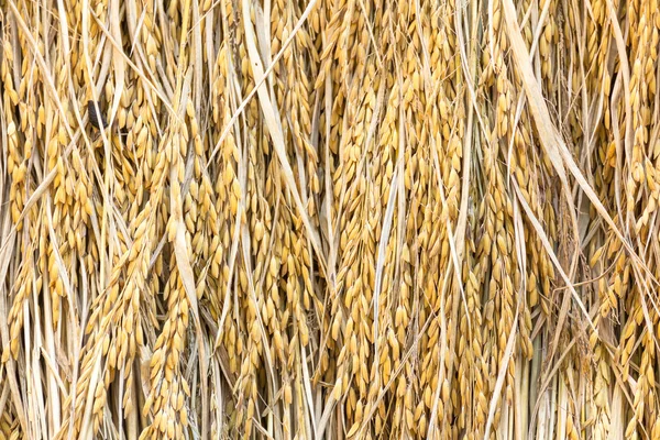 干水稻 — 图库照片