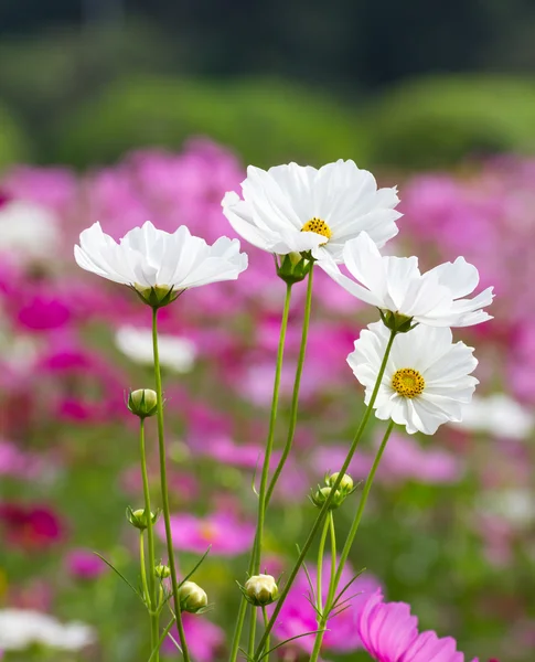 Cosmos λευκά λουλούδια — Φωτογραφία Αρχείου