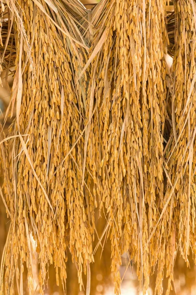 Riz paddy sec — Photo