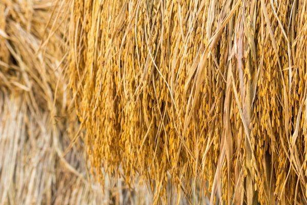 Dry paddy rice — Stock Photo, Image