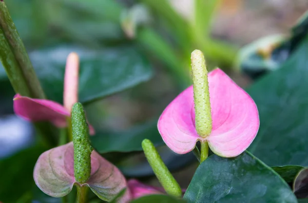 Anthurium flower — Stock Photo, Image