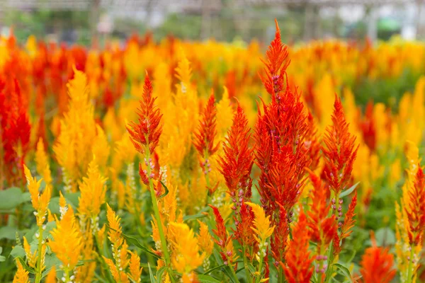 Celosia cristata bloem — Stockfoto